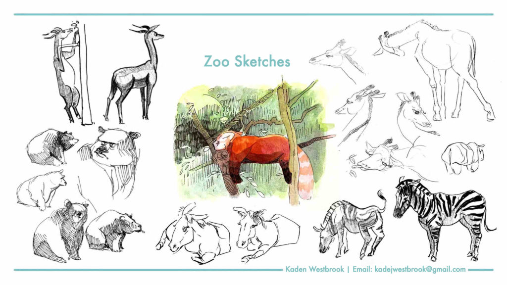 Zoo sketches by Kaden Westbrook.